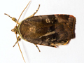 Langmaid's Yellow Underwing